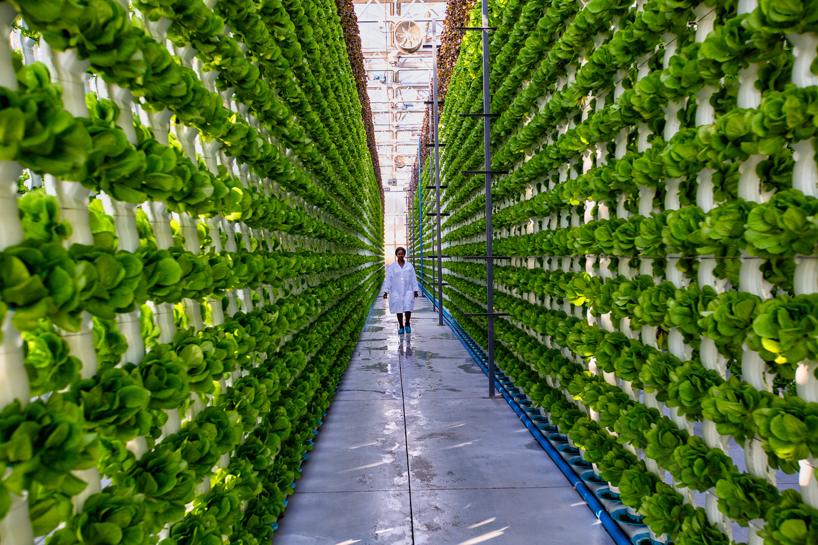 Person walking through a vertical farm