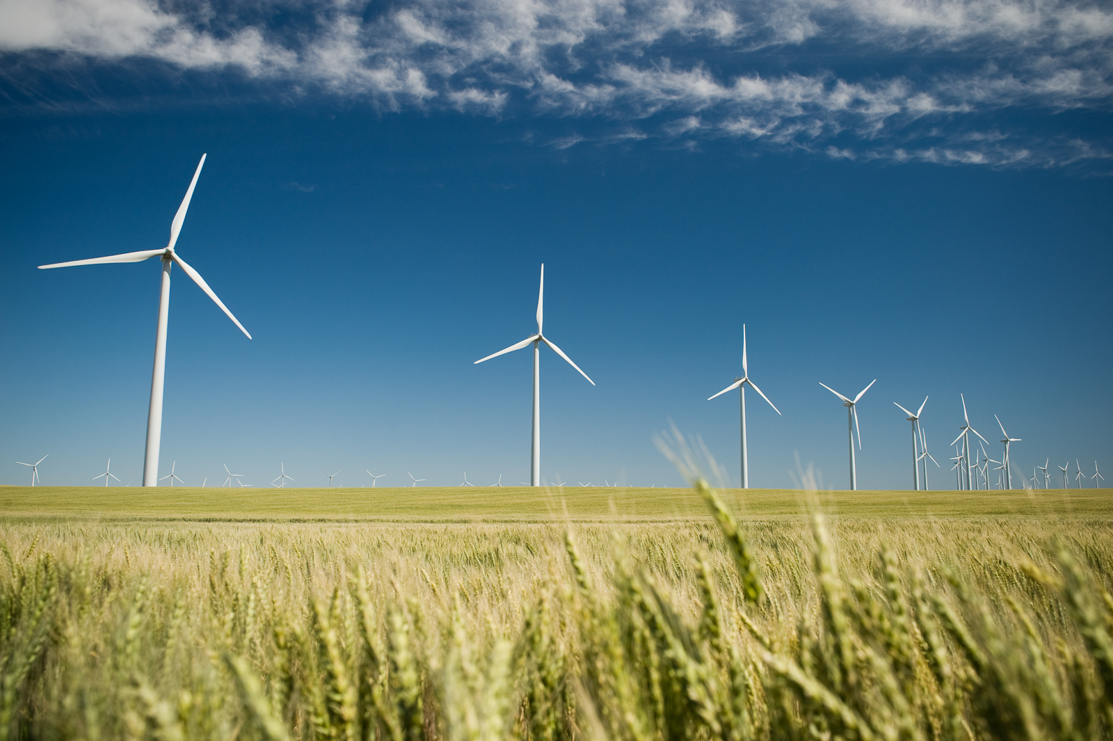 Wind turbines in a field