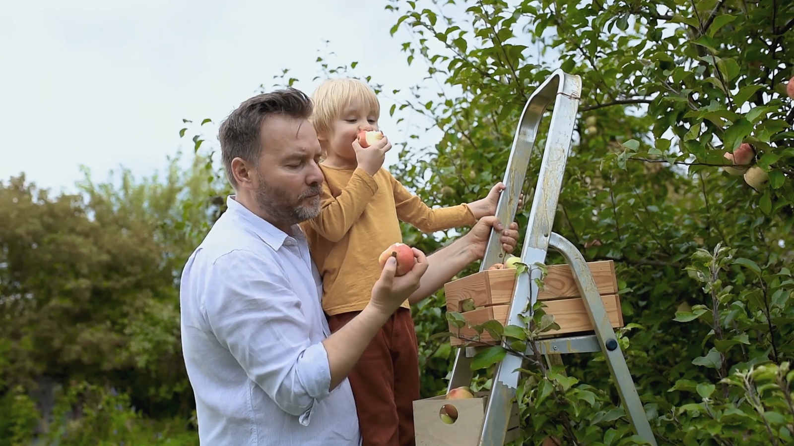 Man and child picking and eating apples off of a tree